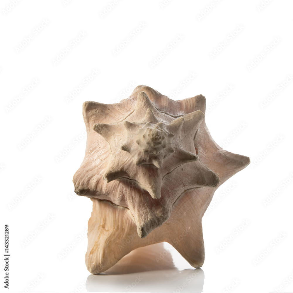 Sea shell on white background Sea shell on white background