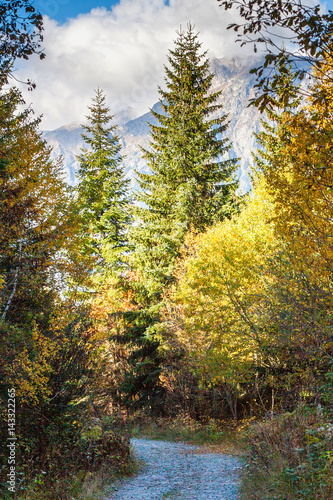 Rocky track in autumn forest