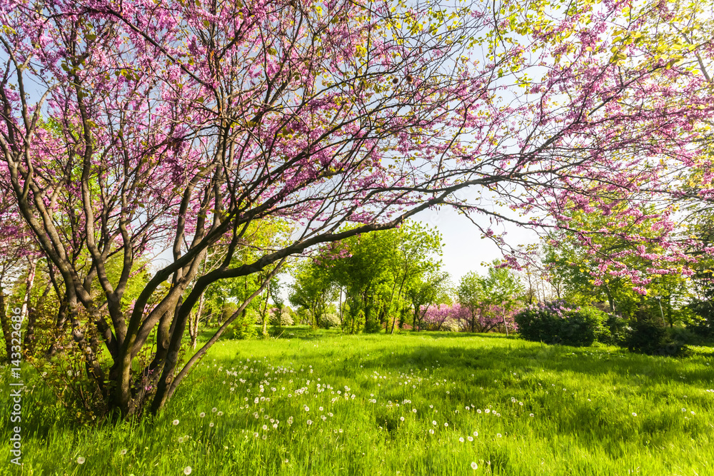 Colorful park with dandelions Colorful park with dandelions