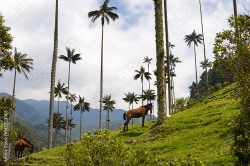 View of the Cocora Valley (Valle del Cocora) with Wax Palm Trees and horses; Concept for travel in Colombia and South America photo