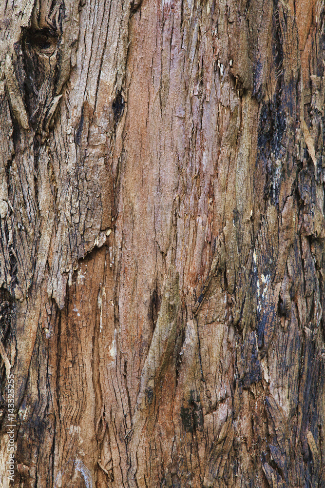 Closeup of the bark of an old tree Closeup of the bark of an old tree