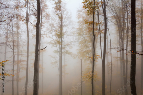 Misty autumnal beech forest