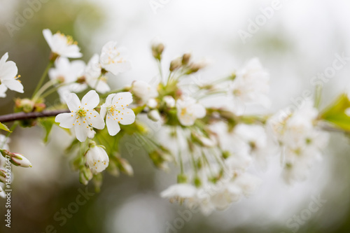 Cherry blossom in spring for background. © gitusik