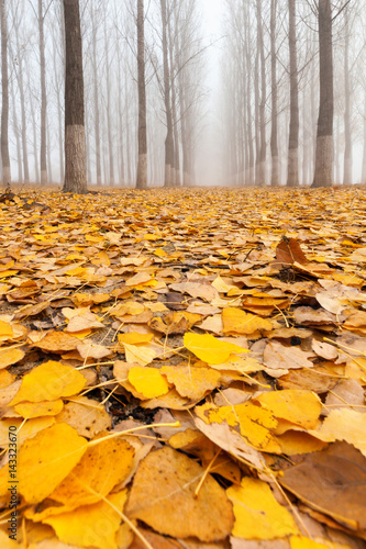 Cover of poplar leaves