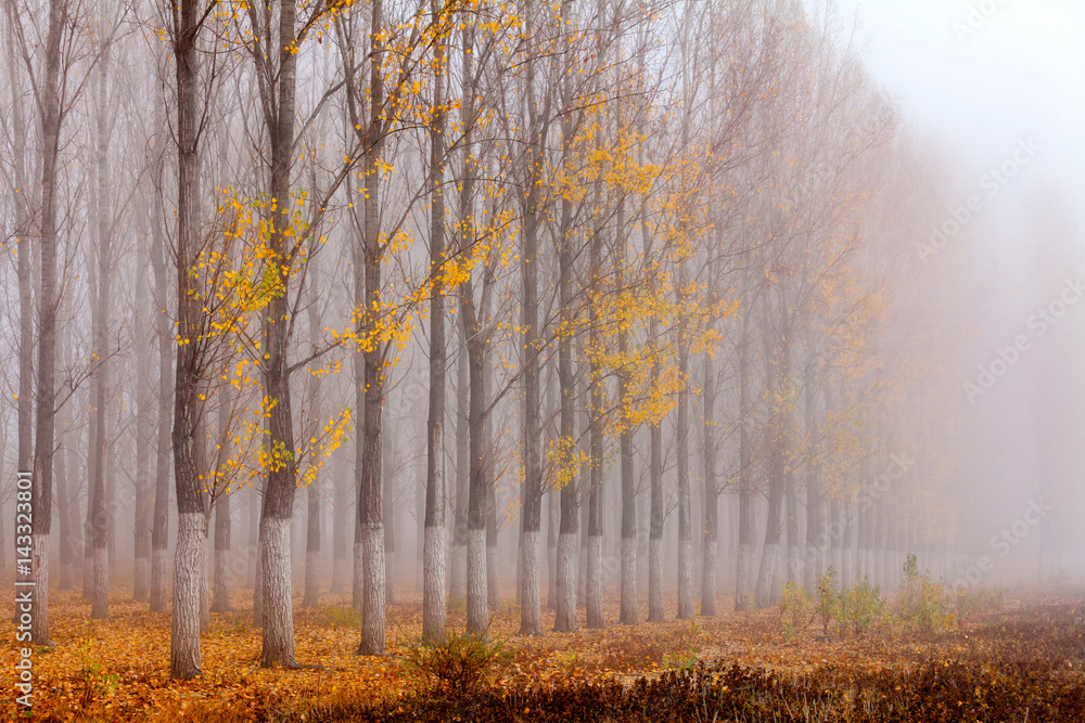 Fototapeta premium Row of autumn poplars by the lake