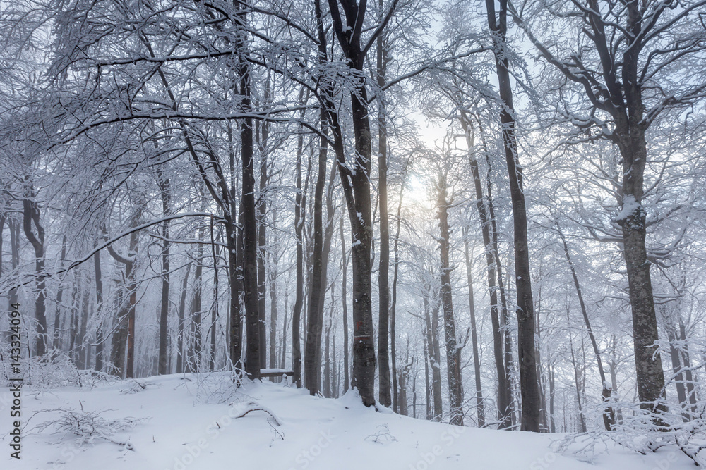 White forest covered in snow White forest covered in snow