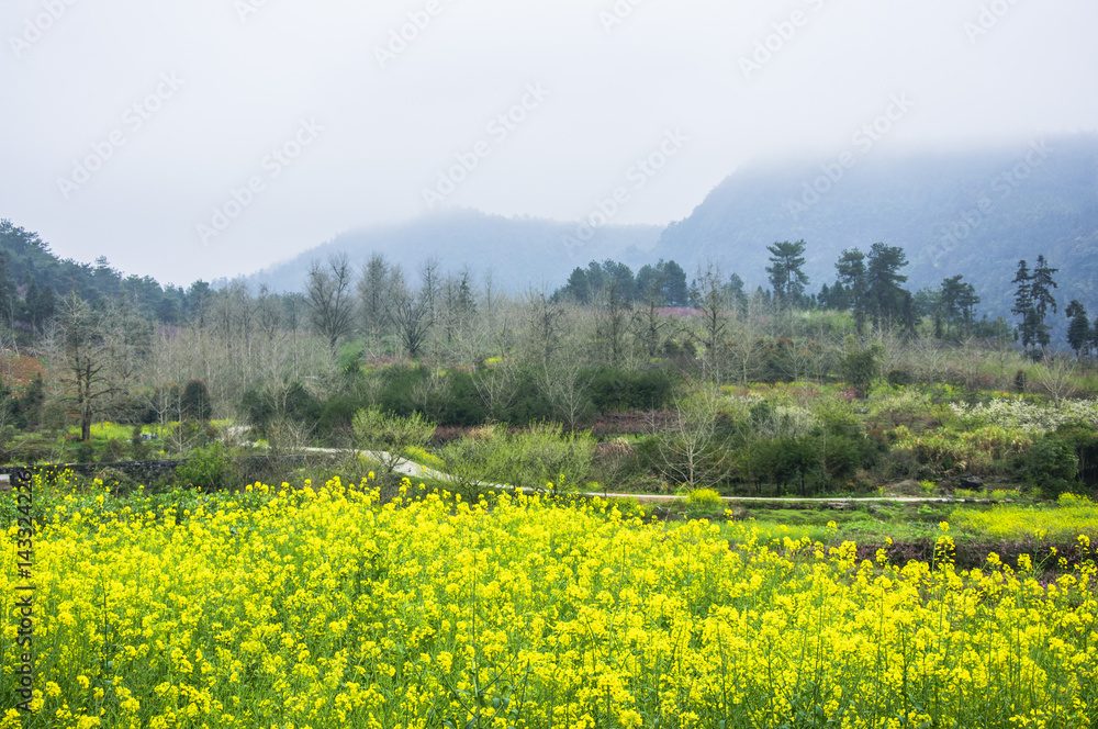 Beautiful countryside scenery in spring