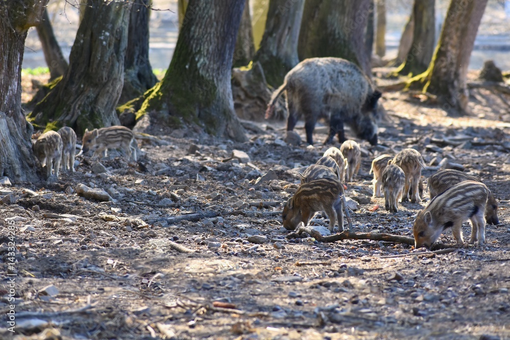 Animal - wild boar in the wild. Animal - wild boar in the wild.