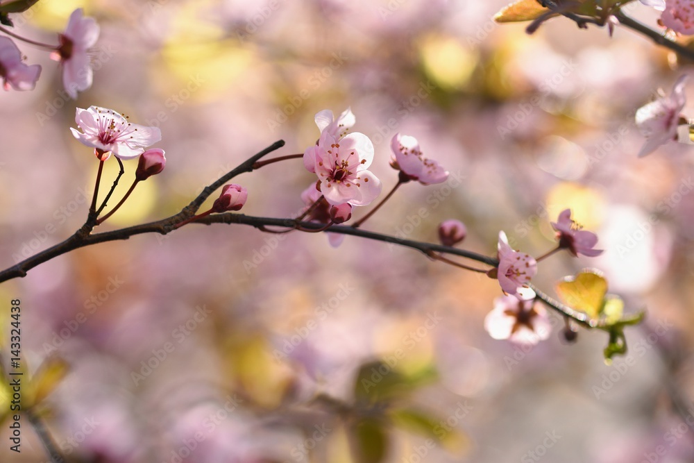 Spring background. Beautiful flowering tree Japanese cherry - Sakura. Flowers on a sunny day. Spring background. Beautiful flowering tree Japanese cherry - Sakura. Flowers on a sunny day.
