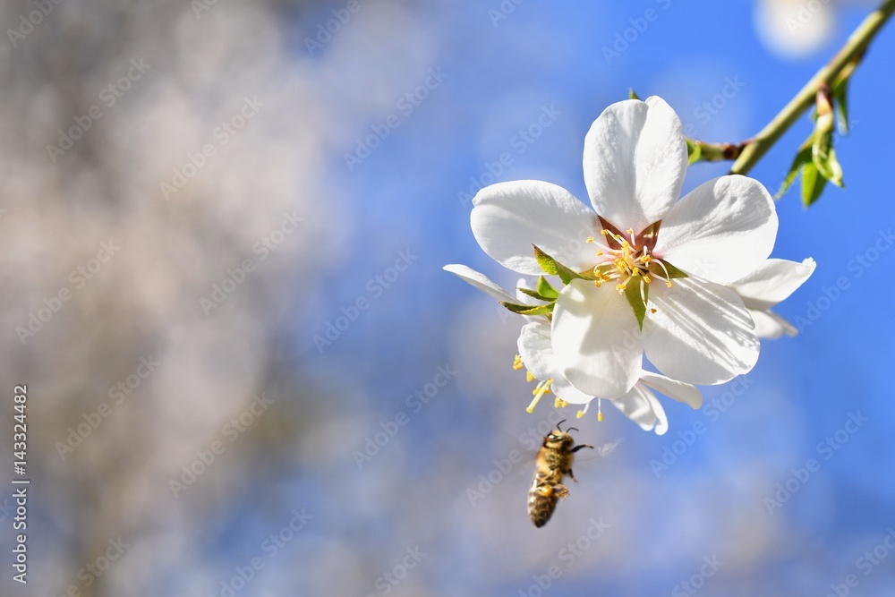 Spring background. Beautifully blossoming tree with a bee. Flower in nature. Spring background. Beautifully blossoming tree with a bee. Flower in nature.
