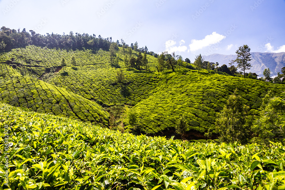 Indien - Kerala - Teeplantage in Munnar