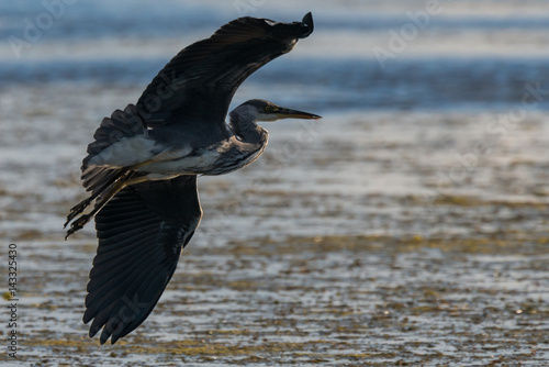 grey heron photo