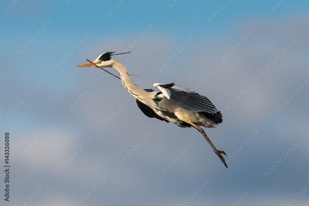 Obraz premium grey heron