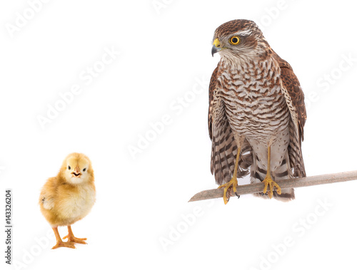 falcon and chicken