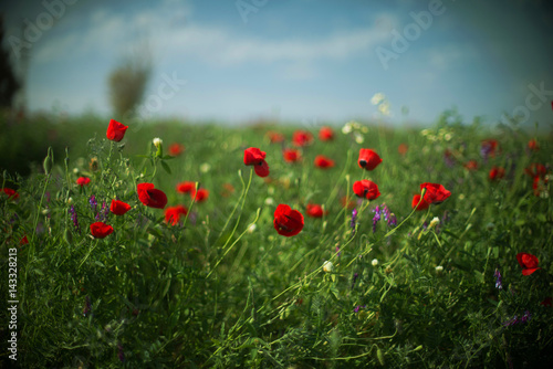 field of red poppies on a green background and blue sky