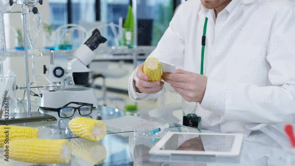 Food science researchers working in laboratory, 1 man measuring length of a corn cob. Food science researchers working in laboratory, 1 man measuring length of a corn cob.