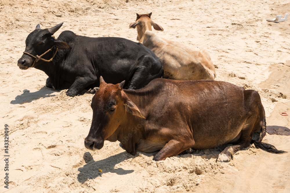 Three cows resting on a beach in Goa, India Three cows resting on a beach in Goa, India