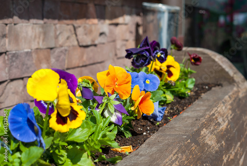 Bild auf Leinwand Spring flowers in a wooden flower bed near the cafe