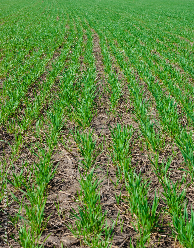 Winter wheat field in early spring Winter wheat field in early spring