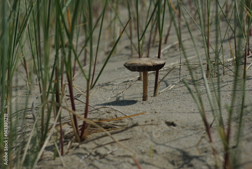 Pilze am Strand von Holland