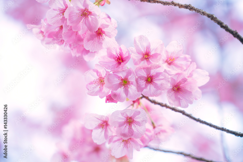 Soft focus Beautiful pink cherry blossom, Sakura flower at full bloom in Japan Soft focus Beautiful pink cherry blossom, Sakura flower at full bloom in Japan