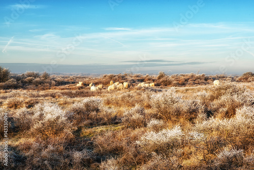 Nature Backgrounds, Dutch Coastal Area with Scottish Blackface Sheep photo