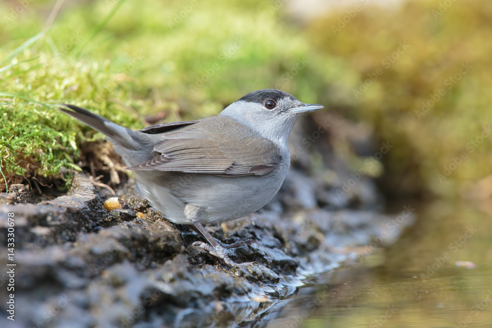 Blackcap 001 Blackcap 001