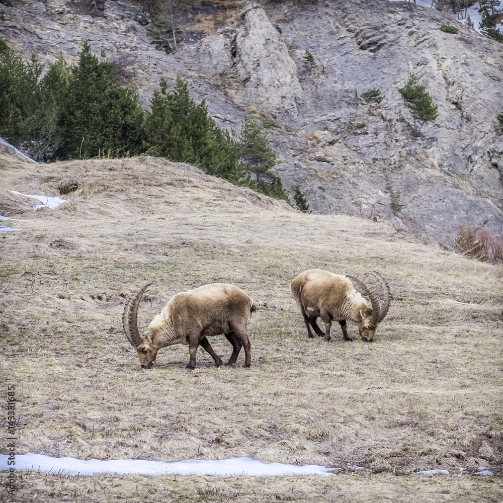 Naklejka premium Bouquetins