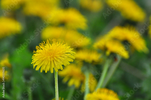 Yellow dandelions on the green field closeup in spring