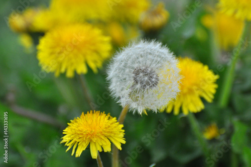 Single Dandelion seeds flower in yellow dandelion field