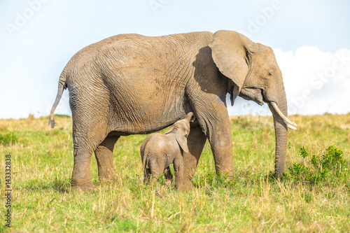 Baby elephant suckles mom