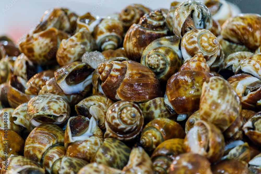babylonia areolata or Spotted babylon are placed at the seafood market babylonia areolata or Spotted babylon are placed at the seafood market