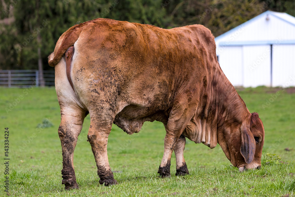 Fototapeta premium Brahman Cattle Grazing at a Farm