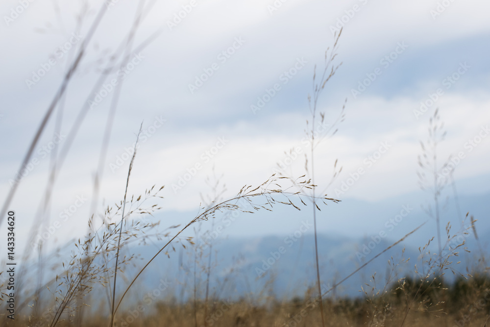 Grass and Mountain Landscape Background Grass and Mountain Landscape Background
