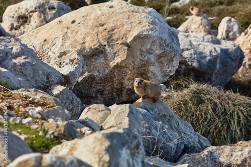 Rock hyrax