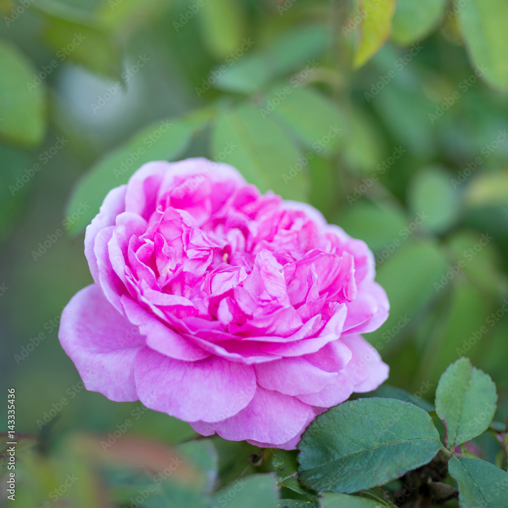 Pink rose flower Pink rose flower