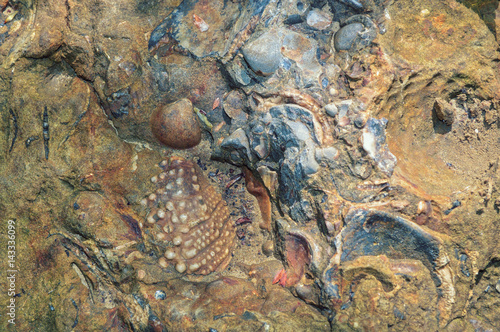 Fossilized multicolored shells in fragment of rock