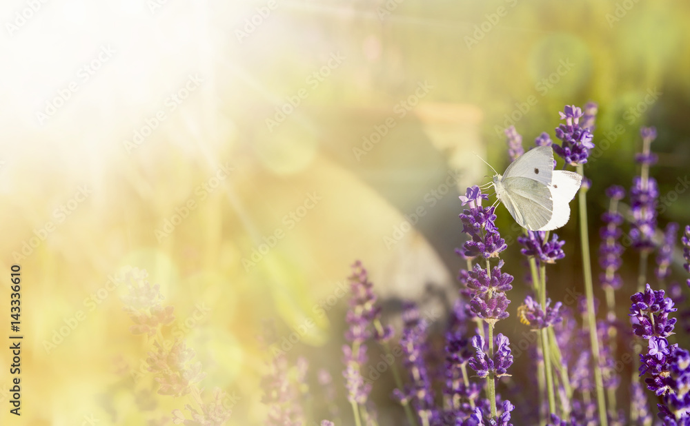 Lavender with butterfly and sunshine