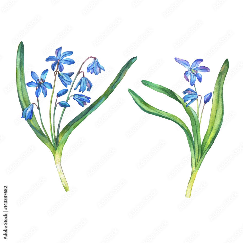 Illustration of  first spring wild flowers - Scilla bifolia blue forest flowers. Hand drawn watercolor painting on white background.