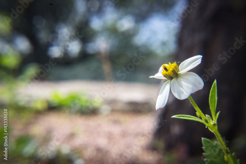flor blanca sierreña