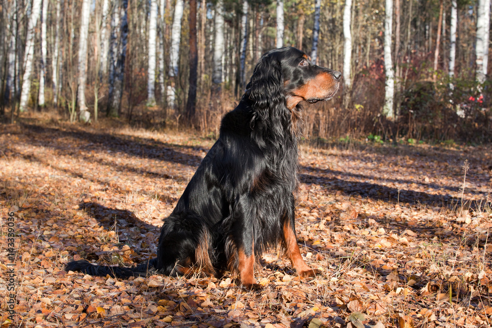 Dog Setter Gordon sitting on autumn dry leaves Dog Setter Gordon sitting on autumn dry leaves