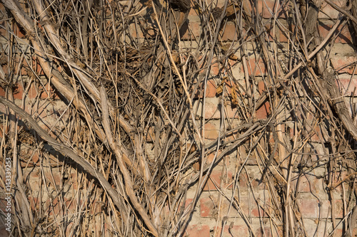 Close up dry creeping branches on brick wall © greentellect