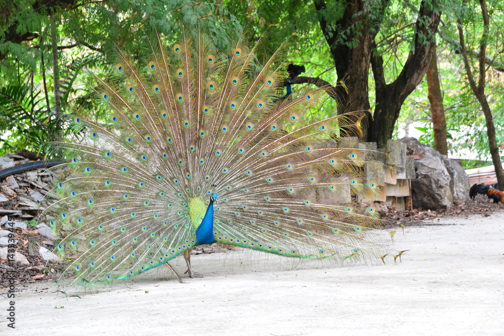 Obraz premium Portrait of beautiful peacock with feathers out
