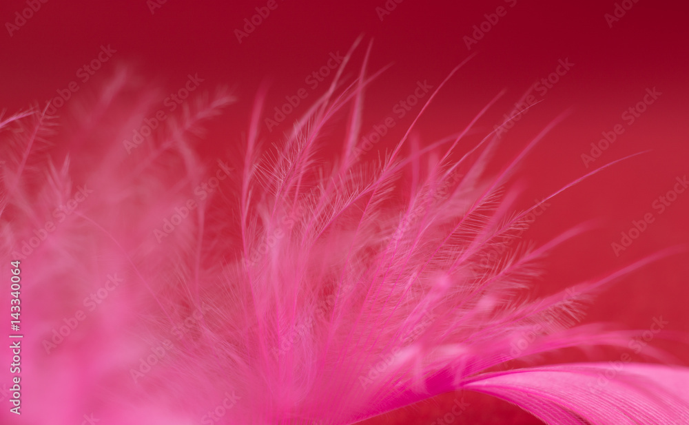 Obraz premium Pink feather on dark red background