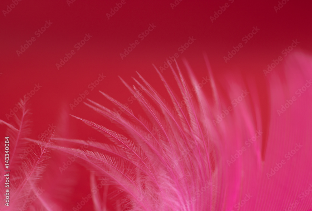 Obraz premium Pink feather on dark red background