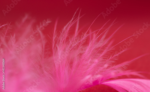 Pink feather on dark red background
