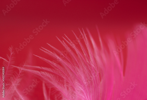 Pink feather on dark red background