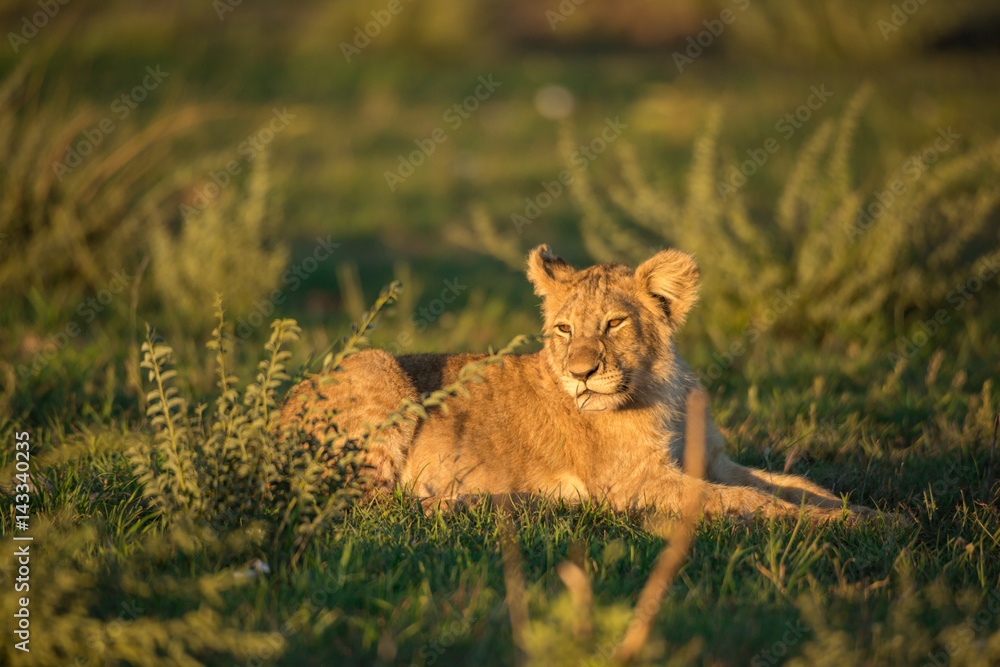 Lion cub Lion cub