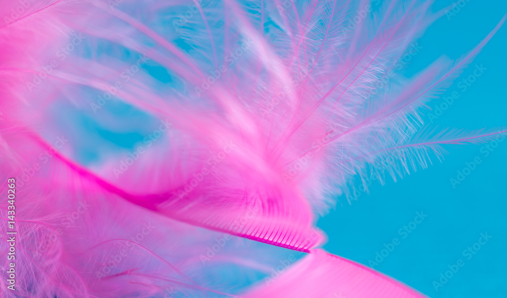 Obraz premium Pink feather on blue background