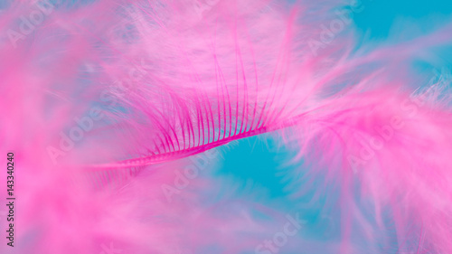 Pink feather on blue background